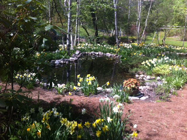 Neil-Turnbull-Ltd.-Gardens-Toronto-32