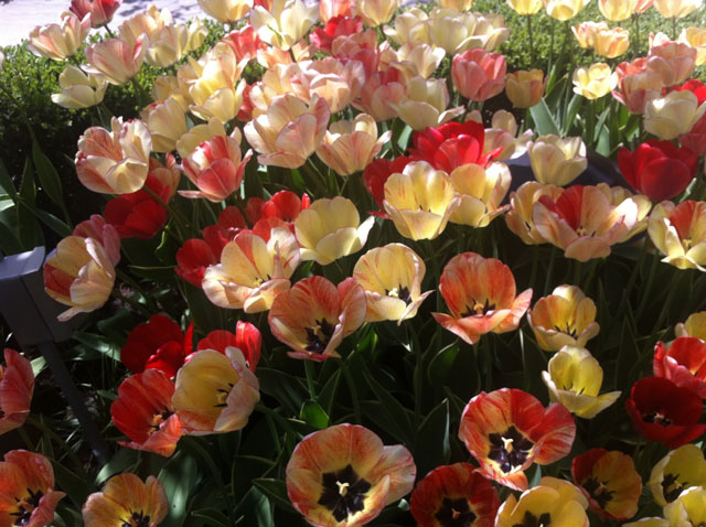 Neil-Turnbull-Ltd.-Gardens-Toronto-33