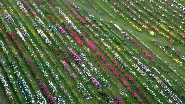 penoies-at-hedgerow-farm