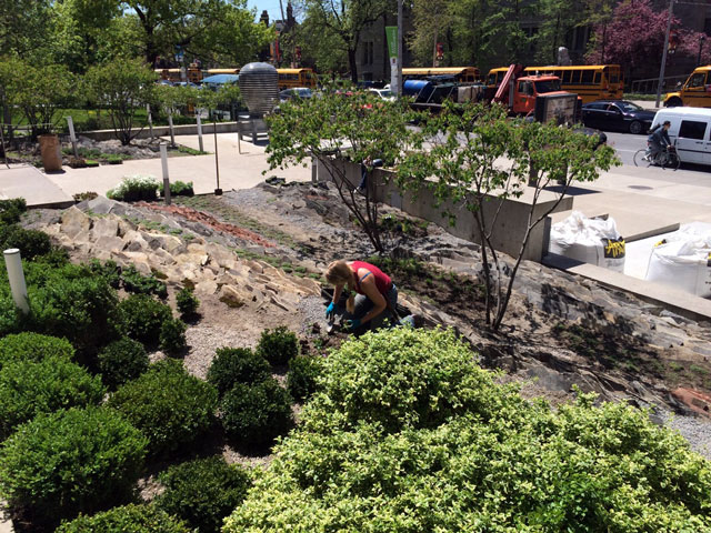 vertical-crevice-garden-at-gardiner